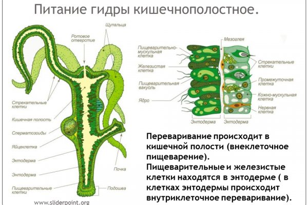 Официальный сайт kraken kraken clear com